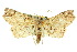  (Tamba elachista - 10ANIC-05511)  @14 [ ] CreativeCommons - Attribution (2010) CBG Photography Group Centre for Biodiversity Genomics