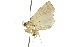  ( - 10ANIC-05514)  @13 [ ] CreativeCommons - Attribution (2010) CBG Photography Group Centre for Biodiversity Genomics