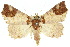  (Tamba meeki - 10ANIC-05515)  @15 [ ] CreativeCommons - Attribution (2010) CBG Photography Group Centre for Biodiversity Genomics