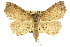  (Tamba sp. ANIC2 - 10ANIC-05516)  @15 [ ] CreativeCommons - Attribution (2010) CBG Photography Group Centre for Biodiversity Genomics