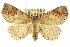  ( - 10ANIC-05517)  @15 [ ] CreativeCommons - Attribution (2010) CBG Photography Group Centre for Biodiversity Genomics