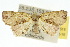  (Tamba conscripta - 10ANIC-05519)  @15 [ ] CreativeCommons - Attribution (2010) CBG Photography Group Centre for Biodiversity Genomics