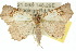  ( - 10ANIC-05521)  @15 [ ] CreativeCommons - Attribution (2010) CBG Photography Group Centre for Biodiversity Genomics