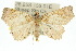  (Tamba sp. ANIC5 - 10ANIC-05522)  @15 [ ] CreativeCommons - Attribution (2010) CBG Photography Group Centre for Biodiversity Genomics