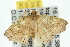  ( - 10ANIC-05523)  @13 [ ] CreativeCommons - Attribution (2010) CBG Photography Group Centre for Biodiversity Genomics