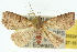  ( - 10ANIC-05524)  @14 [ ] CreativeCommons - Attribution (2010) CBG Photography Group Centre for Biodiversity Genomics