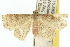  ( - 10ANIC-05525)  @14 [ ] CreativeCommons - Attribution (2010) CBG Photography Group Centre for Biodiversity Genomics