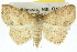  ( - 10ANIC-05526)  @11 [ ] CreativeCommons - Attribution (2010) CBG Photography Group Centre for Biodiversity Genomics