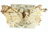  ( - 10ANIC-05528)  @15 [ ] CreativeCommons - Attribution (2010) CBG Photography Group Centre for Biodiversity Genomics