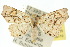  ( - 10ANIC-05529)  @15 [ ] CreativeCommons - Attribution (2010) CBG Photography Group Centre for Biodiversity Genomics