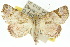  ( - 10ANIC-05530)  @15 [ ] CreativeCommons - Attribution (2010) CBG Photography Group Centre for Biodiversity Genomics