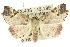  ( - 10ANIC-05531)  @11 [ ] CreativeCommons - Attribution (2010) CBG Photography Group Centre for Biodiversity Genomics