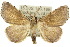  (Eporectis phenax - 10ANIC-05537)  @15 [ ] CreativeCommons - Attribution (2010) CBG Photography Group Centre for Biodiversity Genomics