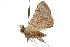  (Eporectis tephropis - 10ANIC-05539)  @13 [ ] CreativeCommons - Attribution (2010) CBG Photography Group Centre for Biodiversity Genomics