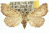  ( - 10ANIC-05540)  @13 [ ] CreativeCommons - Attribution (2010) CBG Photography Group Centre for Biodiversity Genomics