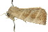  ( - 10ANIC-05546)  @13 [ ] CreativeCommons - Attribution (2010) CBG Photography Group Centre for Biodiversity Genomics