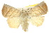  ( - 10ANIC-05547)  @14 [ ] CreativeCommons - Attribution (2010) CBG Photography Group Centre for Biodiversity Genomics