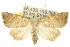  (Raparna1 - 10ANIC-05548)  @15 [ ] CreativeCommons - Attribution (2010) CBG Photography Group Centre for Biodiversity Genomics