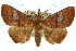  ( - 10ANIC-05559)  @15 [ ] CreativeCommons - Attribution (2010) CBG Photography Group Centre for Biodiversity Genomics