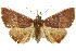  ( - 10ANIC-05560)  @15 [ ] CreativeCommons - Attribution (2010) CBG Photography Group Centre for Biodiversity Genomics