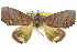  ( - 10ANIC-05566)  @13 [ ] CreativeCommons - Attribution (2010) CBG Photography Group Centre for Biodiversity Genomics