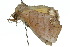  ( - 10ANIC-05567)  @13 [ ] CreativeCommons - Attribution (2010) CBG Photography Group Centre for Biodiversity Genomics