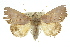  ( - 10ANIC-05569)  @14 [ ] CreativeCommons - Attribution (2010) CBG Photography Group Centre for Biodiversity Genomics