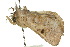  ( - 10ANIC-05570)  @13 [ ] CreativeCommons - Attribution (2010) CBG Photography Group Centre for Biodiversity Genomics
