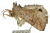  ( - 10ANIC-05571)  @13 [ ] CreativeCommons - Attribution (2010) CBG Photography Group Centre for Biodiversity Genomics