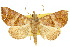 ( - 10ANIC-05573)  @11 [ ] CreativeCommons - Attribution (2010) CBG Photography Group Centre for Biodiversity Genomics