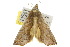  ( - 10ANIC-05574)  @13 [ ] CreativeCommons - Attribution (2010) CBG Photography Group Centre for Biodiversity Genomics