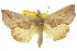  ( - 10ANIC-05576)  @14 [ ] CreativeCommons - Attribution (2010) CBG Photography Group Centre for Biodiversity Genomics