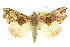  ( - 10ANIC-05577)  @15 [ ] CreativeCommons - Attribution (2010) CBG Photography Group Centre for Biodiversity Genomics
