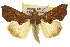  ( - 10ANIC-05578)  @15 [ ] CreativeCommons - Attribution (2010) CBG Photography Group Centre for Biodiversity Genomics