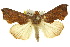  (Oraesia - 10ANIC-05580)  @15 [ ] CreativeCommons - Attribution (2010) CBG Photography Group Centre for Biodiversity Genomics