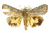  ( - 10ANIC-05593)  @14 [ ] CreativeCommons - Attribution (2010) CBG Photography Group Centre for Biodiversity Genomics