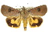  ( - 10ANIC-05595)  @14 [ ] CreativeCommons - Attribution (2010) CBG Photography Group Centre for Biodiversity Genomics