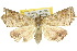  ( - 10ANIC-05606)  @14 [ ] CreativeCommons - Attribution (2010) CBG Photography Group Centre for Biodiversity Genomics