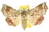  ( - 10ANIC-05608)  @15 [ ] CreativeCommons - Attribution (2010) CBG Photography Group Centre for Biodiversity Genomics