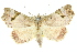  ( - 10ANIC-05611)  @11 [ ] CreativeCommons - Attribution (2010) CBG Photography Group Centre for Biodiversity Genomics