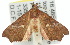  ( - 10ANIC-05613)  @13 [ ] CreativeCommons - Attribution (2010) CBG Photography Group Centre for Biodiversity Genomics