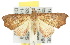  ( - 10ANIC-05615)  @14 [ ] CreativeCommons - Attribution (2010) CBG Photography Group Centre for Biodiversity Genomics