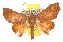  ( - 10ANIC-05622)  @14 [ ] CreativeCommons - Attribution (2010) CBG Photography Group Centre for Biodiversity Genomics