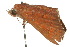  ( - 10ANIC-05623)  @14 [ ] CreativeCommons - Attribution (2010) CBG Photography Group Centre for Biodiversity Genomics