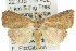  ( - 10ANIC-05626)  @15 [ ] CreativeCommons - Attribution (2010) CBG Photography Group Centre for Biodiversity Genomics