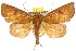  ( - 10ANIC-05655)  @15 [ ] CreativeCommons - Attribution (2010) CBG Photography Group Centre for Biodiversity Genomics