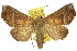  ( - 10ANIC-05663)  @11 [ ] CreativeCommons - Attribution (2010) CBG Photography Group Centre for Biodiversity Genomics