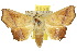  (Xanthanomis - 10ANIC-05664)  @15 [ ] CreativeCommons - Attribution (2010) CBG Photography Group Centre for Biodiversity Genomics