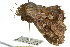  ( - 10ANIC-05680)  @13 [ ] CreativeCommons - Attribution (2010) CBG Photography Group Centre for Biodiversity Genomics