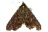  ( - 10ANIC-05683)  @13 [ ] CreativeCommons - Attribution (2010) CBG Photography Group Centre for Biodiversity Genomics